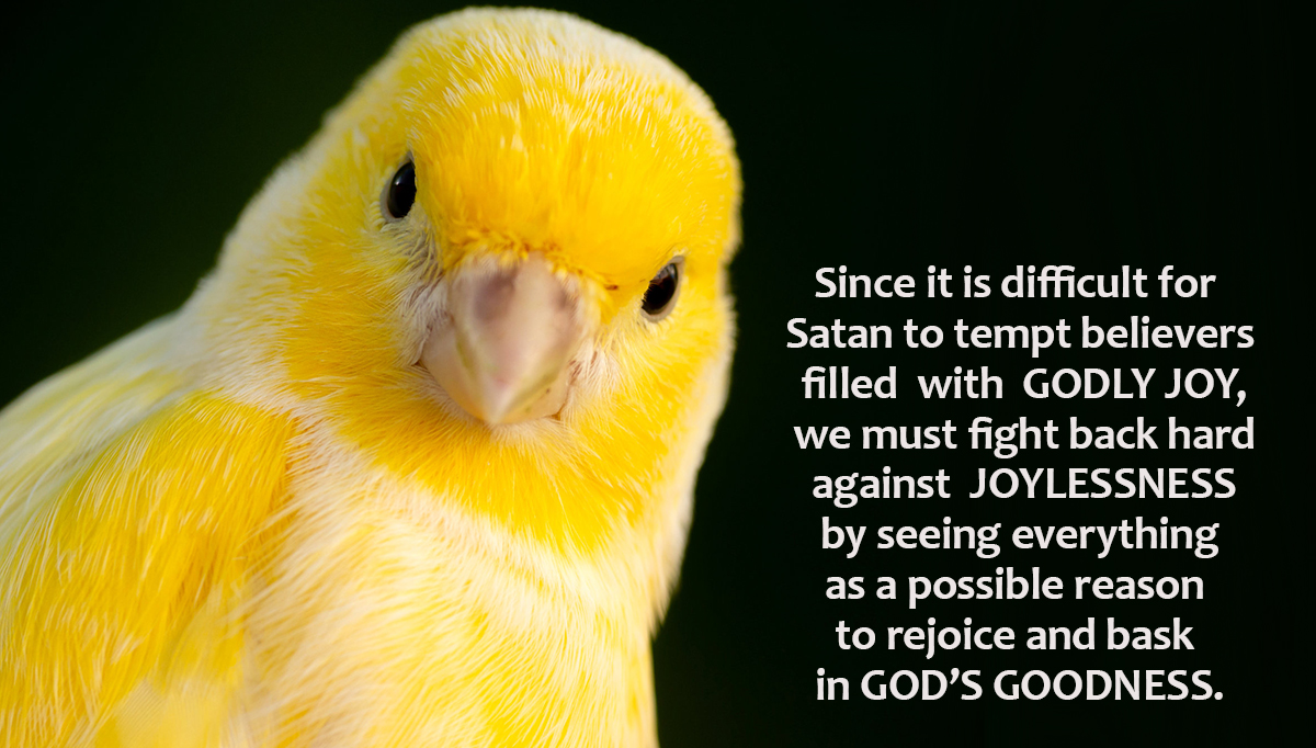 Beautiful portrait of a yellow canary